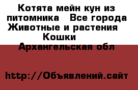 Котята мейн-кун из питомника - Все города Животные и растения » Кошки   . Архангельская обл.